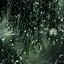 Nature's Rain