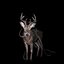 Bambi