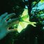 neonmoth EP