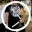 PRETTY LITTLE FLOWERS//CUDDLES, STAT!