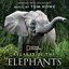Secrets of the Elephants (Original Series Soundtrack)