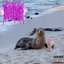 i <3 seals