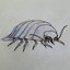 rattus rattus