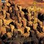 Opaque Brotherhood (Deluxe Limited Edition)