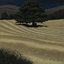 Beneath the Spreading Tree