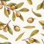 The Olive Tree