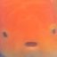 Goldfish