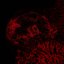 Of Veins, Tendons And Bones