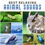 Best Relaxing Animal Sounds: Whale Sounds, Singing Birds, Croaking Frogs, Screeching Dolphins, Tapping Woodpecker, Hooting Owls, C