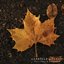 Rebikov: Feuilles d'automne, Op. 29: III. Con afflizione - Single