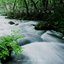 Forest Flow