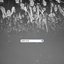NOISY_Pre’s