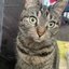 Category.Of.User