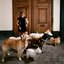 Chiens