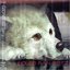 Wolf's Rain OST 2