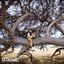 Catacombs - Single