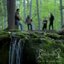 Live Off the Forest Floor