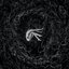 Ashen Era - Single