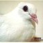 Peace For Animals