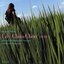 All About Lily Chou-Chou OST 'Arabesque'