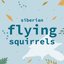 Siberian Flying Squirrels - Single