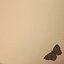 butterfly~tape