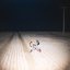 Music For Lovers