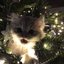 HH (Happy Holidays)