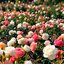 Music for Roses