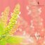 Patchouli