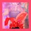 あざらし☆りぼん - Single