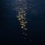 shallows