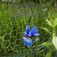 blue+green