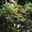 DT014: Pacific Yew - B-Sides