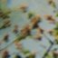 Fundamentals of Orchid Biology