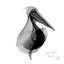 Pelican