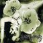Flower Of Flesh