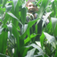 Avatar for superPerfundow