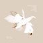 swan songs