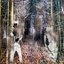 Hollows