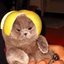 lemon cat