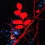 Ecotonalities: No Other Home Than The In-Between