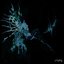 Plexus - Single