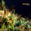 Herbalism