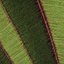 Midrib