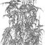 Mothers Bells
