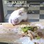Snacking with a Vengeance