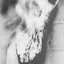 The Virility Of Flames