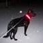 DogDeer Compilation