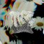 O-R-I-O-N (feat. YEYEY) - Single